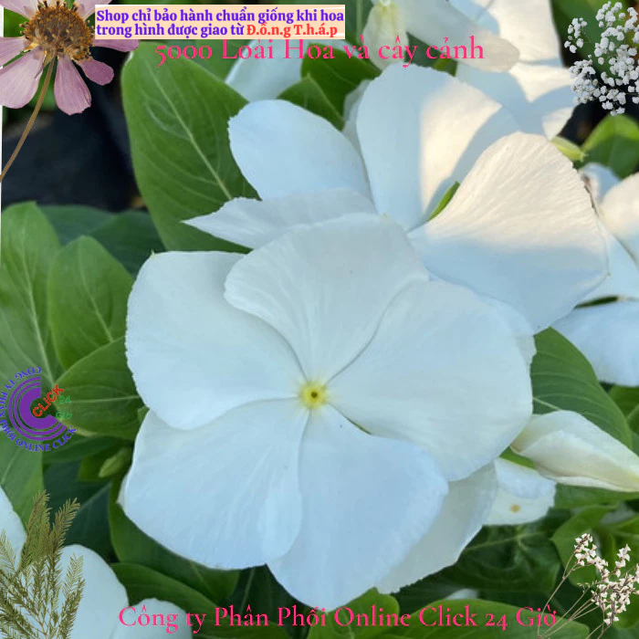 Hoa dừa cạn siêu bông giống hoa màu trắng tinh dễ trồng mà đẹp⭐ MM Market