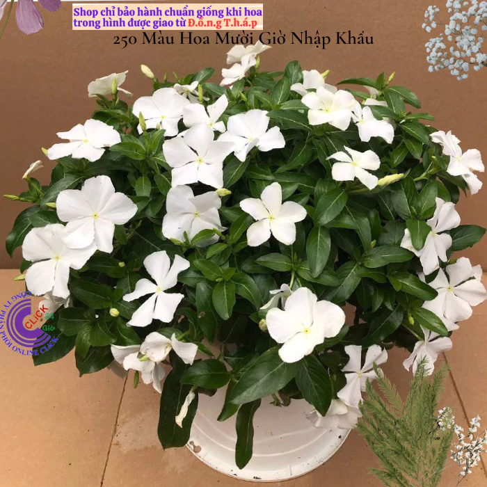 Hoa dừa cạn siêu bông giống hoa màu trắng tinh dễ trồng mà đẹp⭐ MM Market