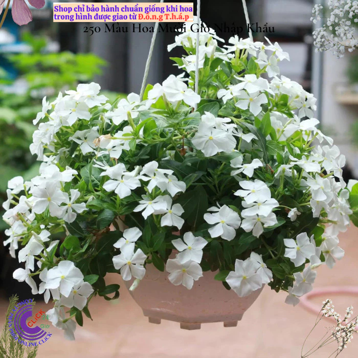 Hoa dừa cạn siêu bông giống hoa màu trắng tinh dễ trồng mà đẹp⭐ MM Market