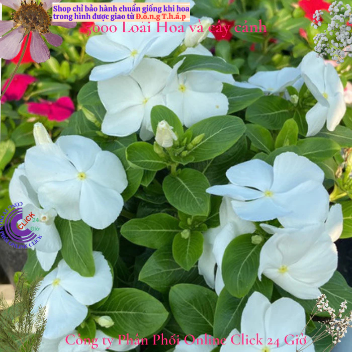 Hoa dừa cạn siêu bông giống hoa màu trắng tinh dễ trồng mà đẹp⭐ MM Market