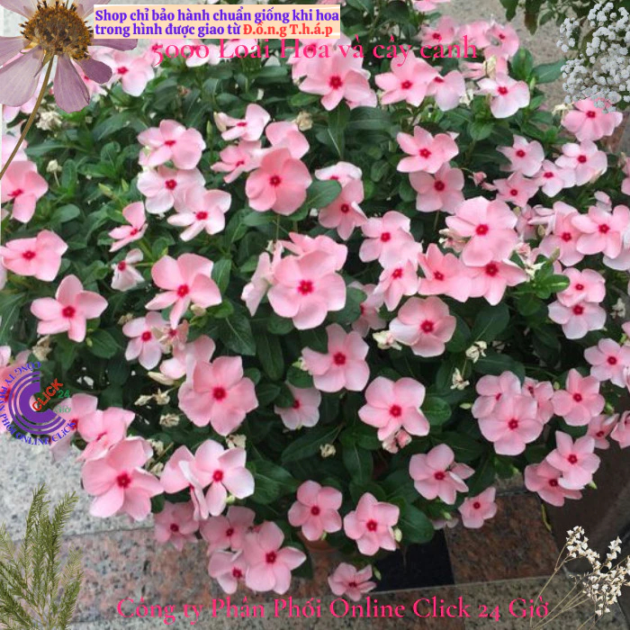 Hoa dừa cạn siêu bông giống hoa màu hồng phấn tâm sen siêu cưng💟 MM Market