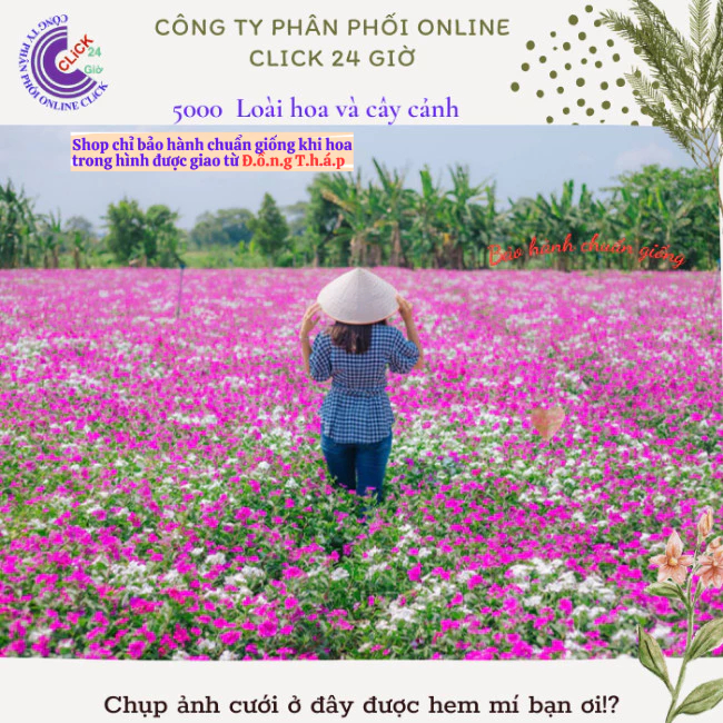 Hoa dừa cạn siêu bông giống hoa màu trắng tinh dễ trồng mà đẹp⭐ MM Market