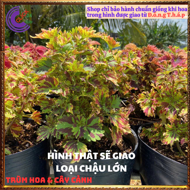 CÂY LÁ GẤM ĐỔI MÀU TÍA TÔ CẢNH MÙA SẮC NỔI BẬT ĐẸP LẠ ⏰ TRÙM HOA VÀ CÂY CẢNH