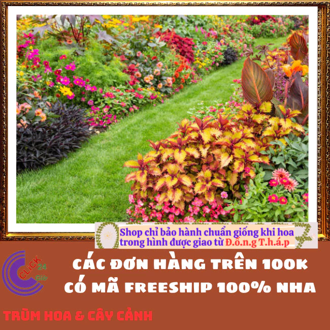 COMBO 5 CHẬU 5 MÀU LÁ GẤM SIÊU ĐẸP TÍA TÔ CẢNH ⏰ TRÙM HOA VÀ CÂY CẢNH