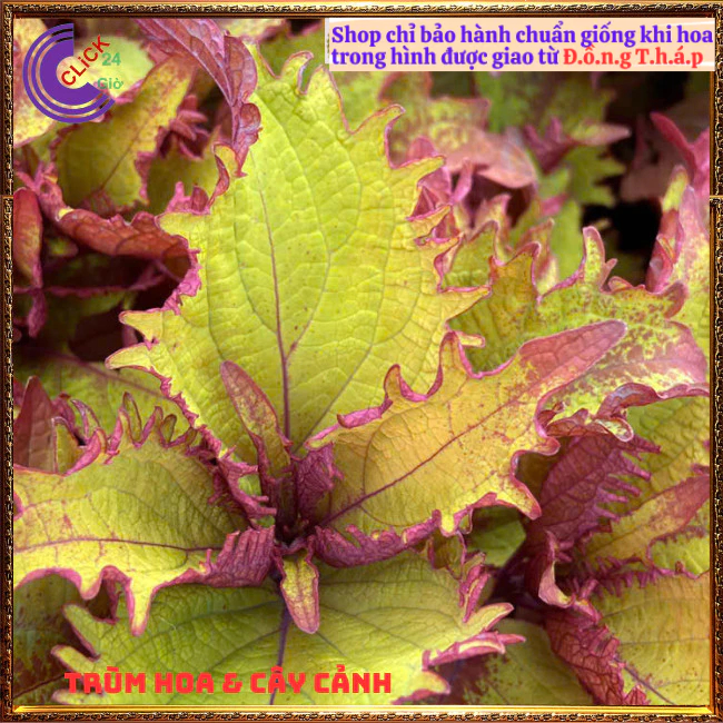 CÂY LÁ GẤM BÌA XOĂN TÍA TÔ CẢNH MÙA SẮC NỔI BẬT ĐẸP LẠ ⏰ TRÙM HOA VÀ CÂY CẢNH