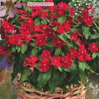 Hoa dừa cạn siêu bông giống hoa màu đỏ cực phẩm nở quanh năm 📎 SHOP PP ONLINE CLICK 24 GIỜ