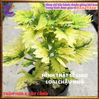 CÂY LÁ GẤM XANH NGỌC TÍA TÔ CẢNH MÀU SẮC NỔI BẬT ĐẸP LẠ ⌛ Siêu Thị Hoa Và Cây Giống