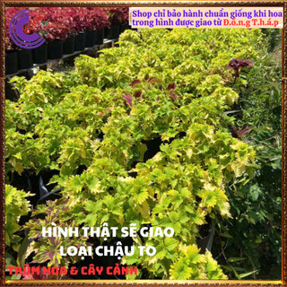 CÂY LÁ GẤM XANH NGỌC TÍA TÔ CẢNH MÀU SẮC NỔI BẬT ĐẸP LẠ ⌛ Siêu Thị Hoa Và Cây Giống