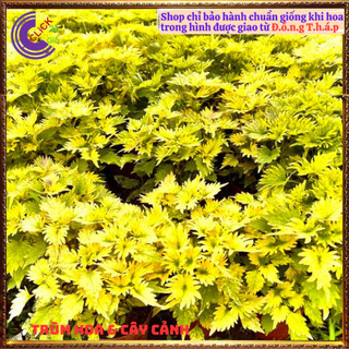 CÂY LÁ GẤM XANH NGỌC TÍA TÔ CẢNH MÀU SẮC NỔI BẬT ĐẸP LẠ ⌛ Siêu Thị Hoa Và Cây Giống