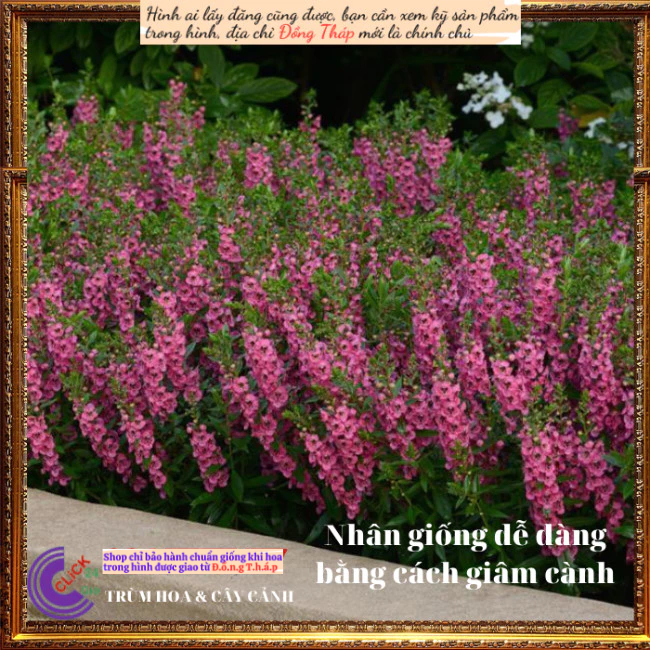 Chậu hoa ngọc hân đỏ hồnghoa mõm sói ️💄TRÙM HOA VÀ CÂY CẢNH
