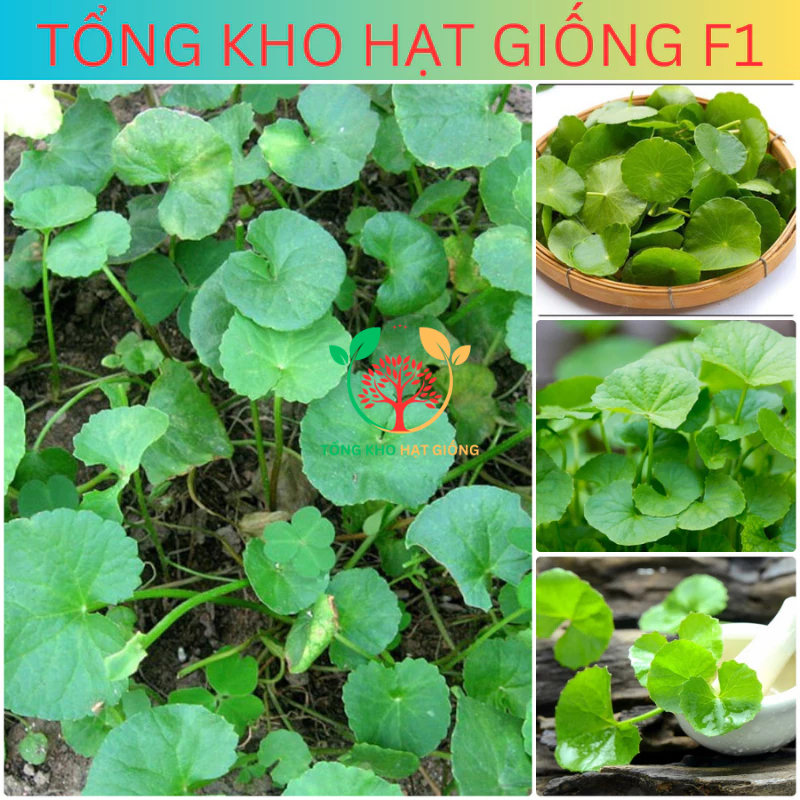 Hạt giống rau má lá to cao sản (tặng kèm kích mầm phân bón) 200 hạt ...