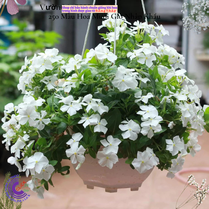 Hoa dừa cạn siêu bông giống hoa màu trắng tinh dễ trồng mà đẹp🌟 Hoa Mười Giờ Bonsai & Phụ Kiện
