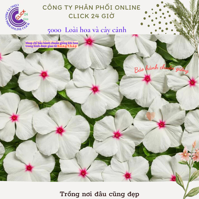 Hoa dừa cạn siêu bông giống hoa to màu trắng tâm hồng đẹp như tranh💮 Hoa Mười Giờ Bonsai & Phụ Kiện