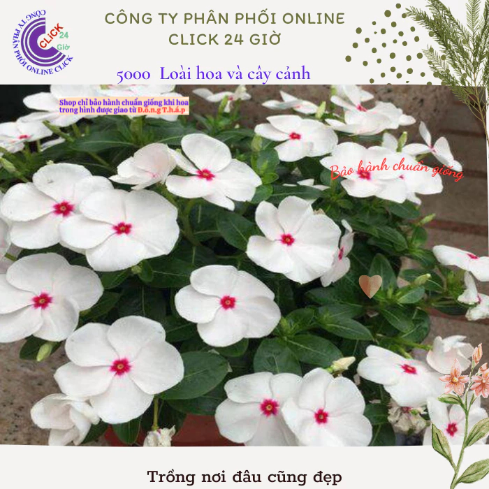 Hoa dừa cạn siêu bông giống hoa to màu trắng tâm hồng đẹp như tranh💮 Hoa Mười Giờ Bonsai & Phụ Kiện