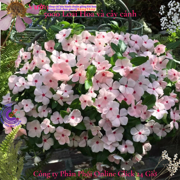 Hoa dừa cạn siêu bông giống hoa màu hồng phấn tâm sen siêu cưng️🎯 Hoa Mười Giờ Bonsai & Phụ Kiện