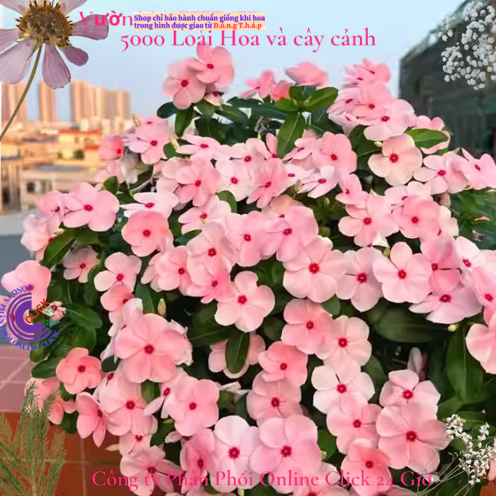 Hoa dừa cạn siêu bông giống hoa màu hồng phấn tâm sen siêu cưng️🎯 Hoa Mười Giờ Bonsai & Phụ Kiện