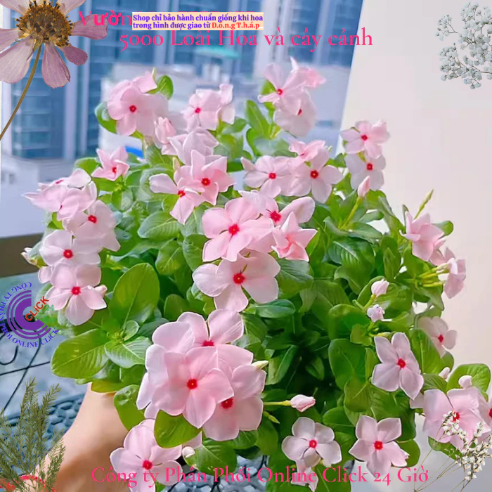 Hoa dừa cạn siêu bông giống hoa màu hồng phấn tâm sen siêu cưng️🎯 Hoa Mười Giờ Bonsai & Phụ Kiện