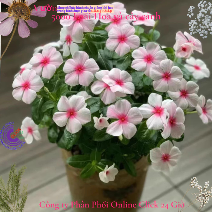 Hoa dừa cạn siêu bông giống hoa màu hồng phấn tâm sen siêu cưng️🎯 Hoa Mười Giờ Bonsai & Phụ Kiện