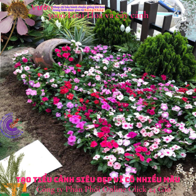 combo 5 Chậu hoa dừa cạn nhiều màu siêu bông hoa to dễ trồng🌟 Hoa Mười Giờ Bonsai & Phụ Kiện