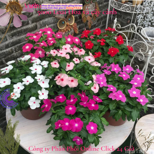 combo 5 Chậu hoa dừa cạn nhiều màu siêu bông hoa to dễ trồng🌟 Hoa Mười Giờ Bonsai & Phụ Kiện
