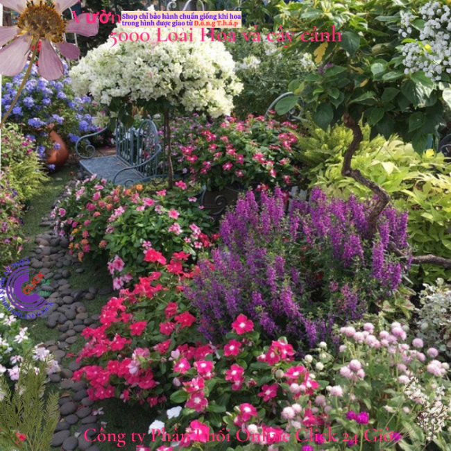 combo 5 Chậu hoa dừa cạn nhiều màu siêu bông hoa to dễ trồng🌟 Hoa Mười Giờ Bonsai & Phụ Kiện