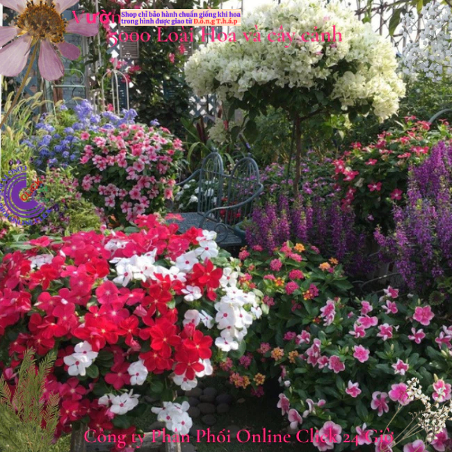 Hoa dừa cạn siêu bông giống hoa màu đỏ cực phẩm nở quanh năm ️🔒 Hoa Mười Giờ Bonsai & Phụ Kiện