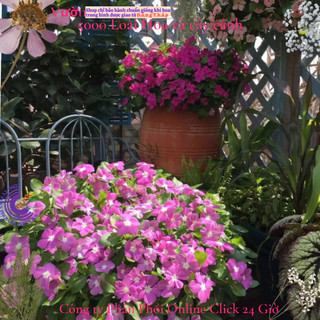 Hoa dừa cạn siêu bông giống hoa to màu tím tâm trắng siêu đẹp️🍬 Hoa Mười Giờ Bonsai & Phụ Kiện