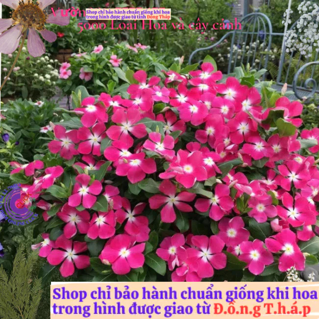 Chậu hoa dừa cạn siêu bông giống hoa hồng tím tâm trắng cực đẹp️📘 Hoa Mười Giờ Bonsai & Phụ Kiện