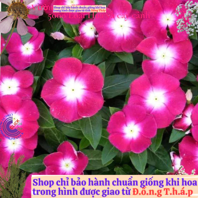 Chậu hoa dừa cạn siêu bông giống hoa hồng tím tâm trắng cực đẹp️📘 Hoa Mười Giờ Bonsai & Phụ Kiện