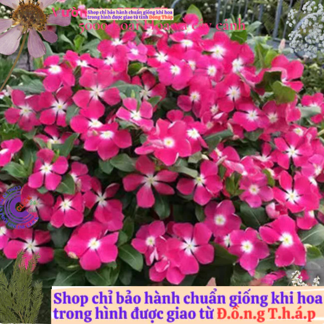 Chậu hoa dừa cạn siêu bông giống hoa hồng tím tâm trắng cực đẹp️📘 Hoa Mười Giờ Bonsai & Phụ Kiện