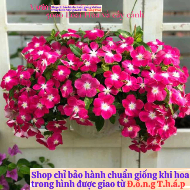 Chậu hoa dừa cạn siêu bông giống hoa hồng tím tâm trắng cực đẹp️📘 Hoa Mười Giờ Bonsai & Phụ Kiện