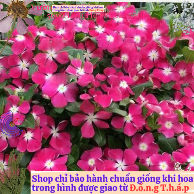 Chậu hoa dừa cạn siêu bông giống hoa hồng tím tâm trắng cực đẹp️📘 Hoa Mười Giờ Bonsai & Phụ Kiện