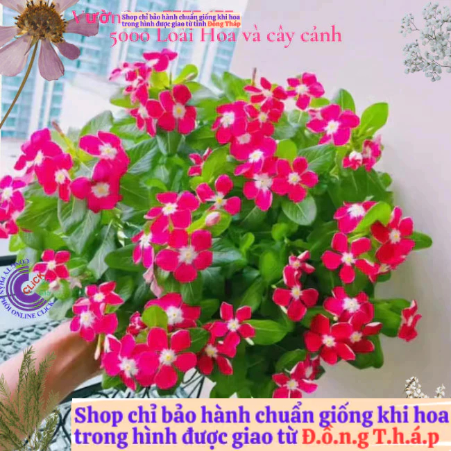 Chậu hoa dừa cạn siêu bông giống hoa hồng tím tâm trắng cực đẹp️📘 Hoa Mười Giờ Bonsai & Phụ Kiện