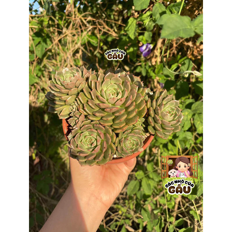 Sen đá Ruby Xanh - Sen đá Ruby | Shopee Việt Nam