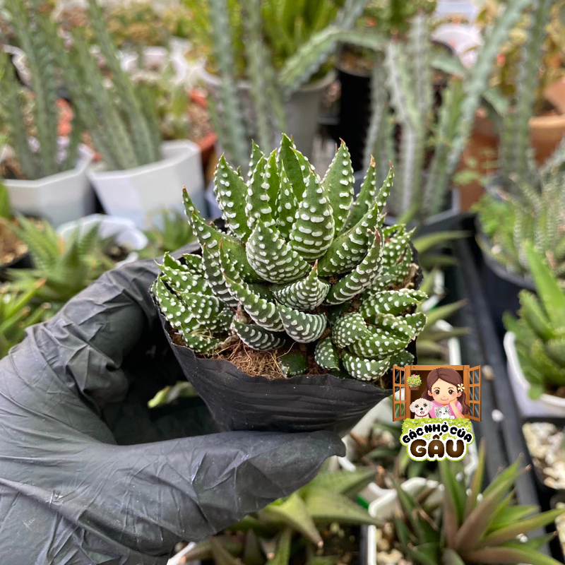 Tiệm cây Gác nhỏ của Gấu, Cửa hàng trực tuyến | Shopee Việt Nam