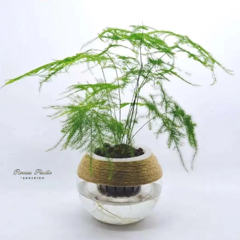 Cây kim thủy tùng cây phong thủy cây cao 30cm,để bàn, cây trong nhà,cây terarium, tiểu cảnh, freeship hỏa tốc