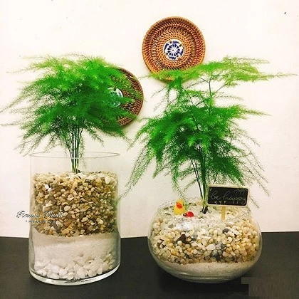 Cây kim thủy tùng cây phong thủy cây cao 30cm,để bàn, cây trong nhà,cây terarium, tiểu cảnh, freeship hỏa tốc