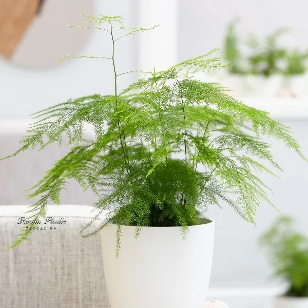 Cây kim thủy tùng cây phong thủy cây cao 30cm,để bàn, cây trong nhà,cây terarium, tiểu cảnh, freeship hỏa tốc