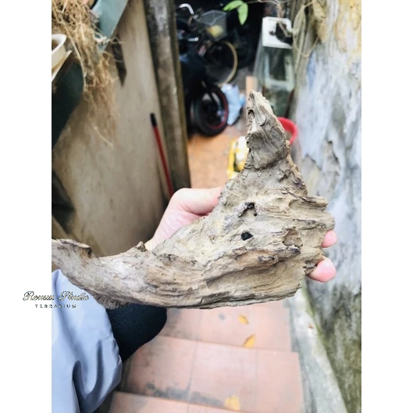 Lũa thuỷ sinh mini, trang trí terrarium bán cạn