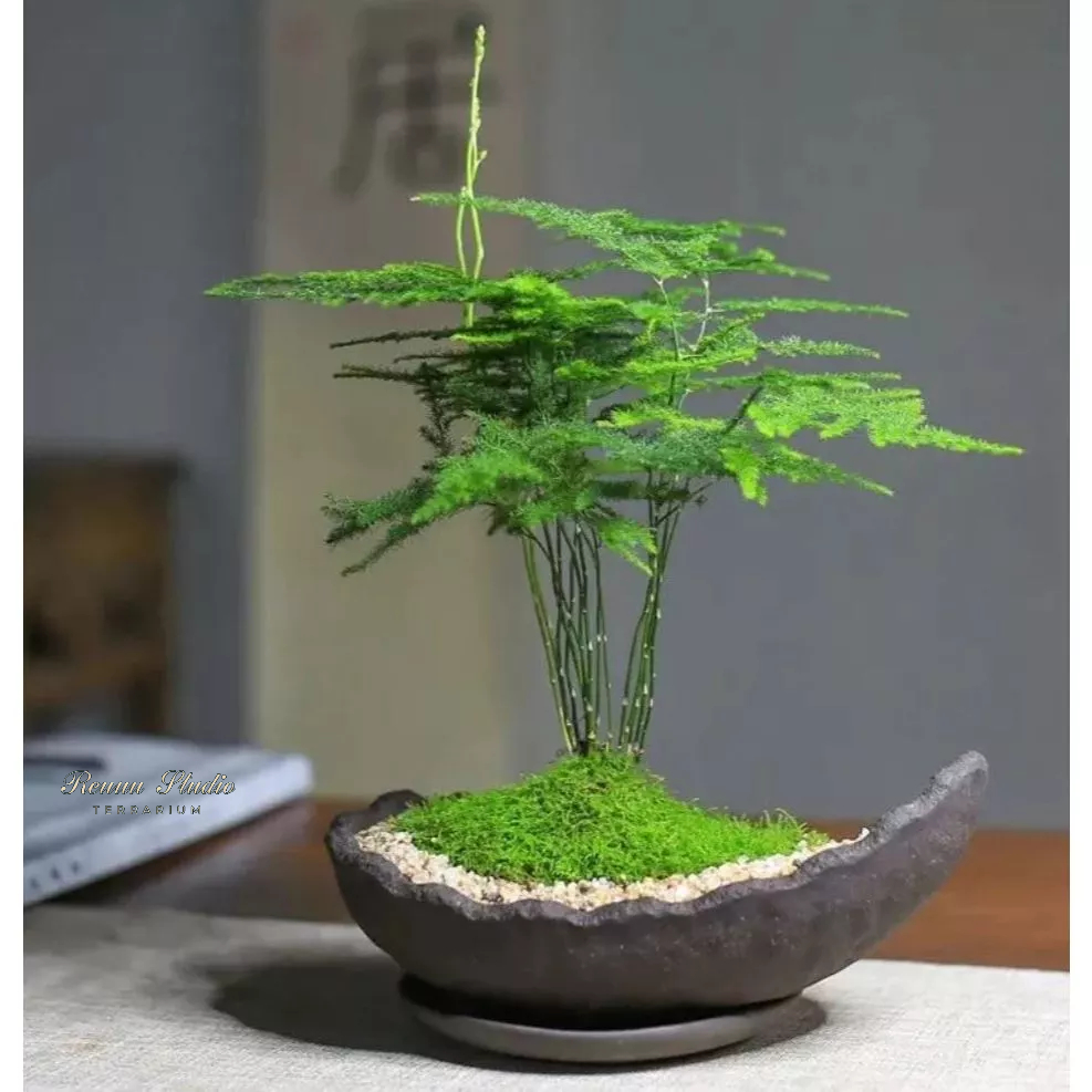 Cây kim thủy tùng cây phong thủy cây cao 30cm,để bàn, cây trong nhà,cây terarium, tiểu cảnh, freeship hỏa tốc