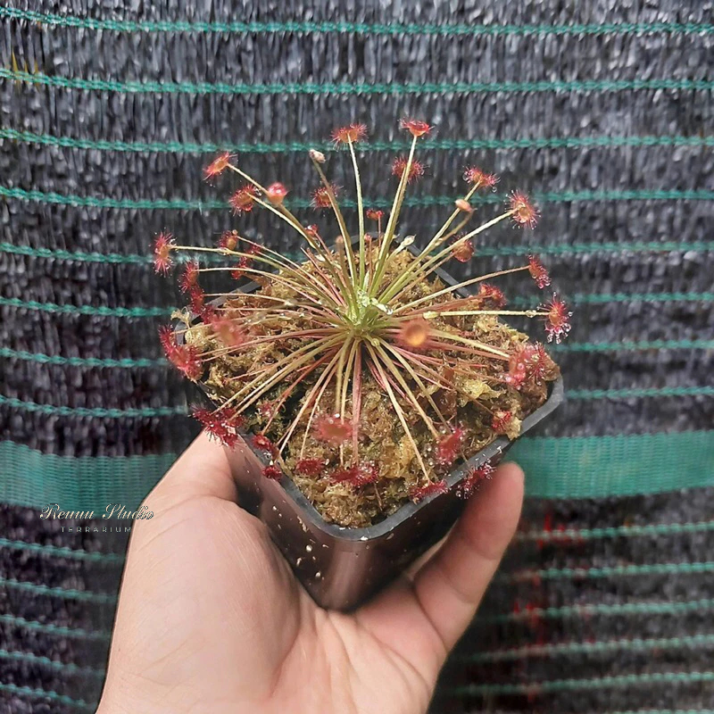 Cây bắt ruồi muỗi,cây ăn thịt cây bẫy kẹp flytrap,cây nắp ấm