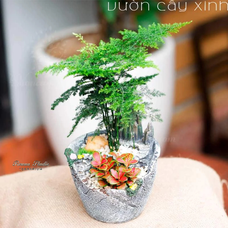 Cây kim thủy tùng cây phong thủy cây cao 30cm,để bàn, cây trong nhà,cây terarium, tiểu cảnh, freeship hỏa tốc