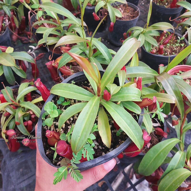 Cây bắt ruồi muỗi,cây ăn thịt cây bẫy kẹp flytrap,cây nắp ấm