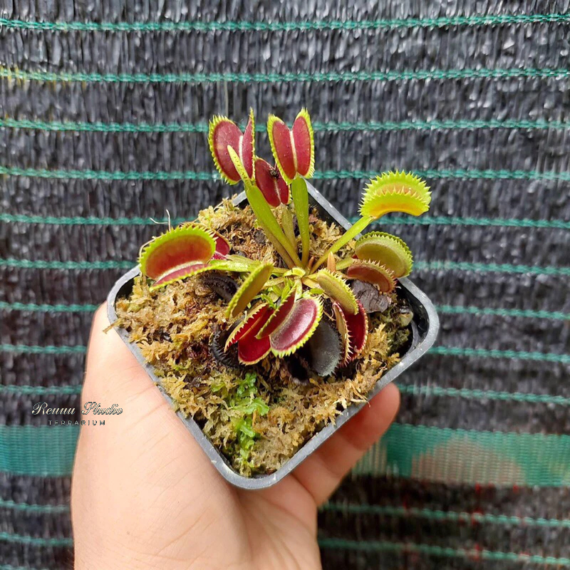 Cây bắt ruồi muỗi,cây ăn thịt cây bẫy kẹp flytrap,cây nắp ấm