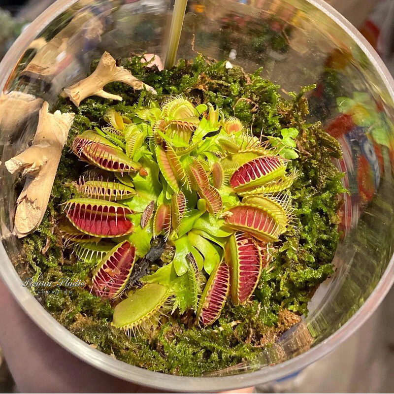Cây bắt ruồi muỗi,cây ăn thịt cây bẫy kẹp flytrap,cây nắp ấm