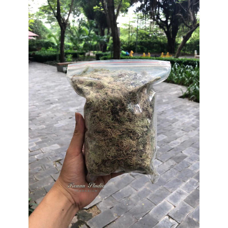 Dớn trắng khô ( Dried sphagnum ) trồng lan,lót nền terarium, ươm cây giữ ẩm tốt cho cây