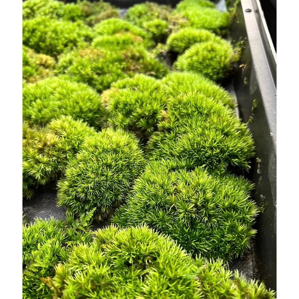 Rêu đầu xanh tên khoa học leucobryum glaucum ,Rêu đầu trắng trang trí ...
