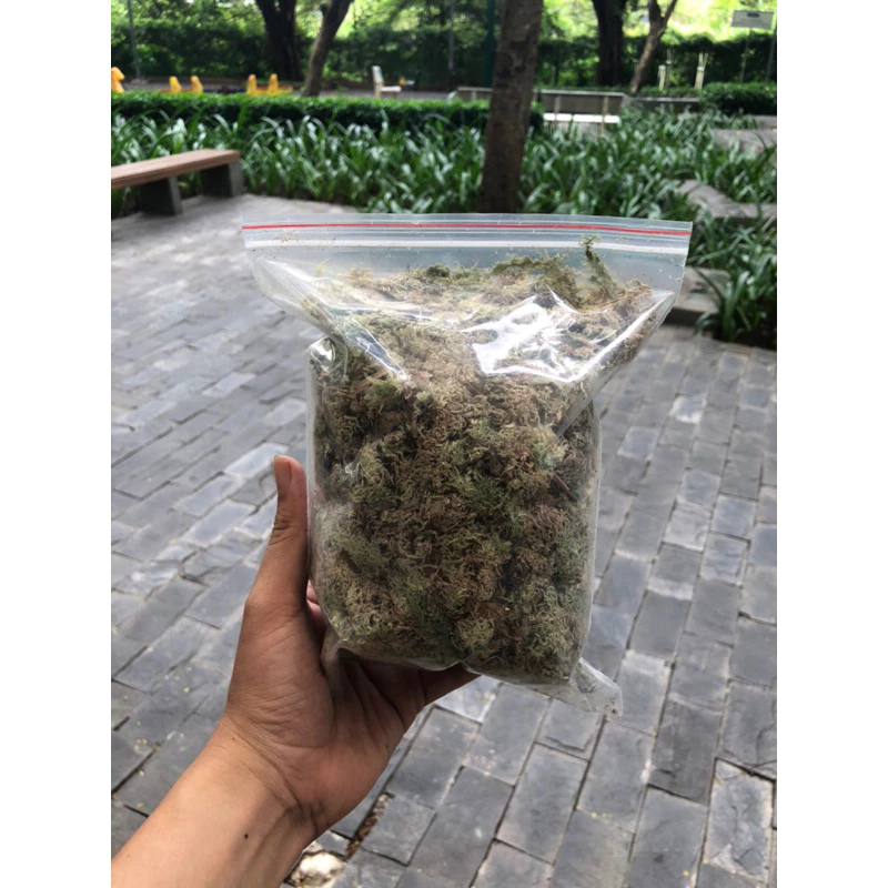 Dớn trắng khô ( Dried sphagnum ) trồng lan,lót nền terarium, ươm cây giữ ẩm tốt cho cây