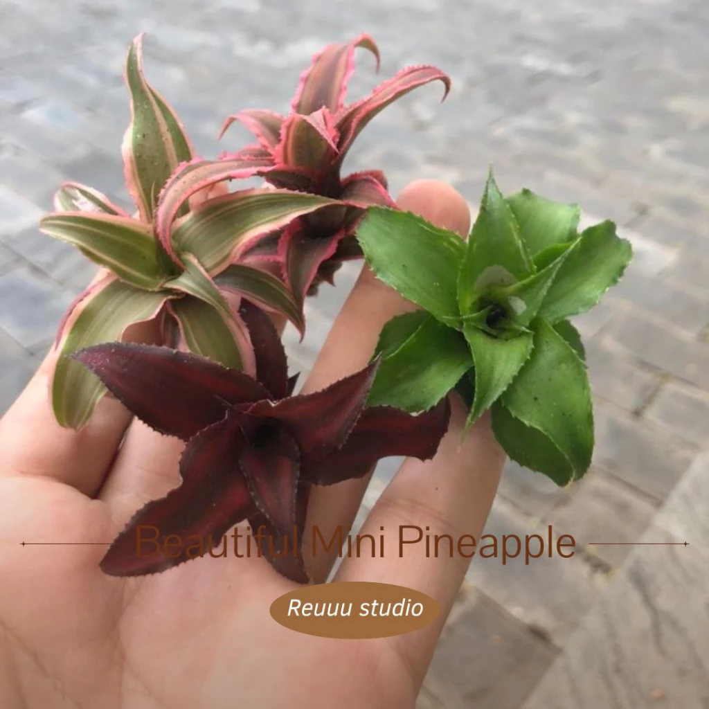 Dứa phụng mini,dứa hồng phụng Cryptanthus Fosterianus Elaine nam mỹ set tiểu cảnh, bán cạn, terrarium
