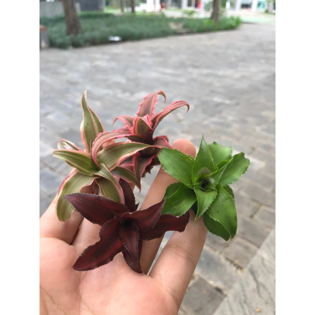 Dứa phụng mini,dứa hồng phụng Cryptanthus Fosterianus Elaine nam mỹ set tiểu cảnh, bán cạn, terrarium